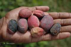Mangifera nicobarica